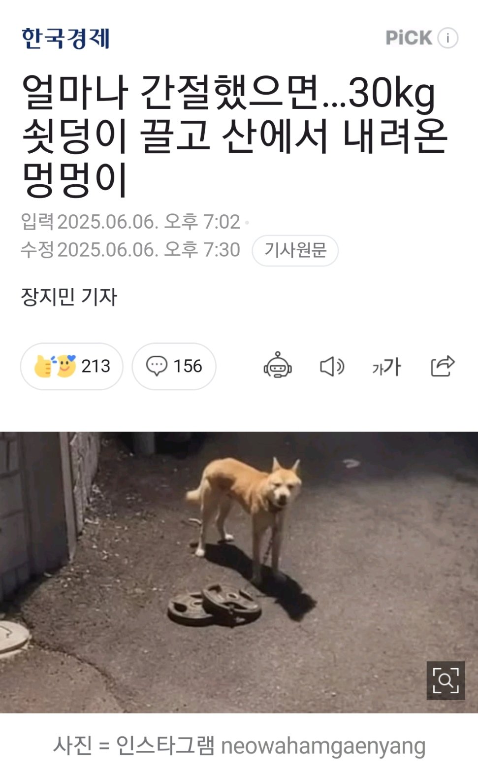 산에서 30KG 원판 끌고 내려온 강아지